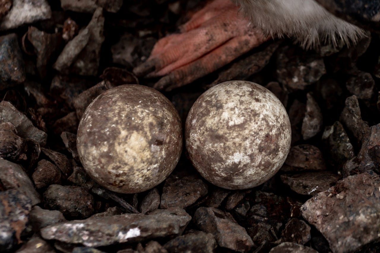 Українські полярники показали, як пінгвіни готуються стати батьками: дуже милі фото
